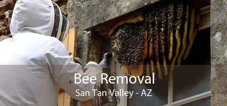 Bee Removal San Tan Valley - AZ