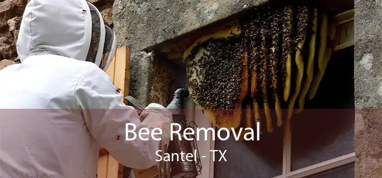 Bee Removal Santel - TX