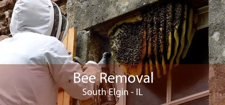 Bee Removal South Elgin - IL