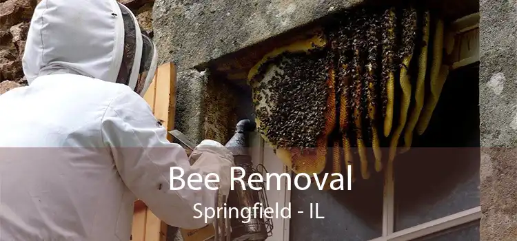 Bee Removal Springfield - IL