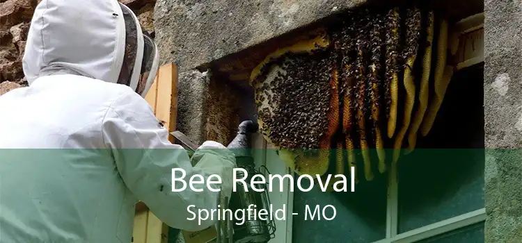 Bee Removal Springfield - MO