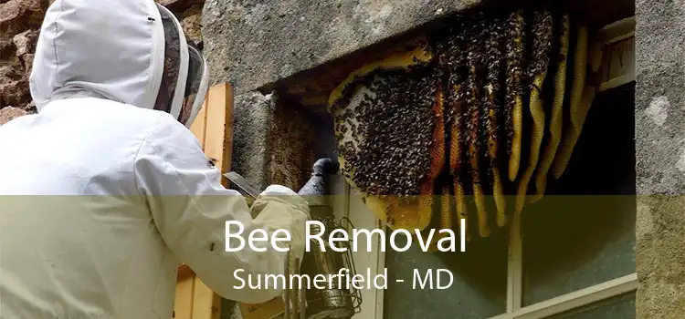 Bee Removal Summerfield - MD