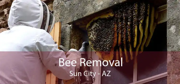 Bee Removal Sun City - AZ