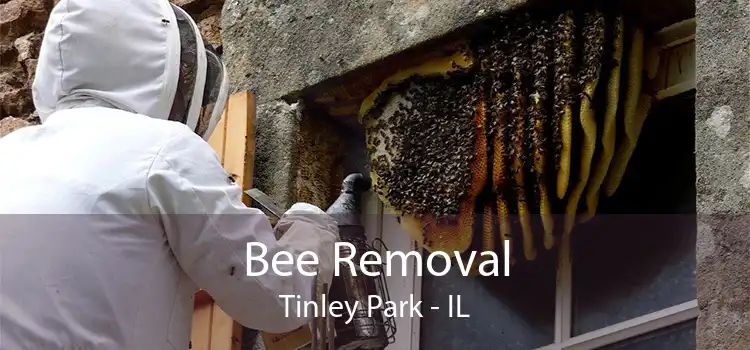 Bee Removal Tinley Park - IL