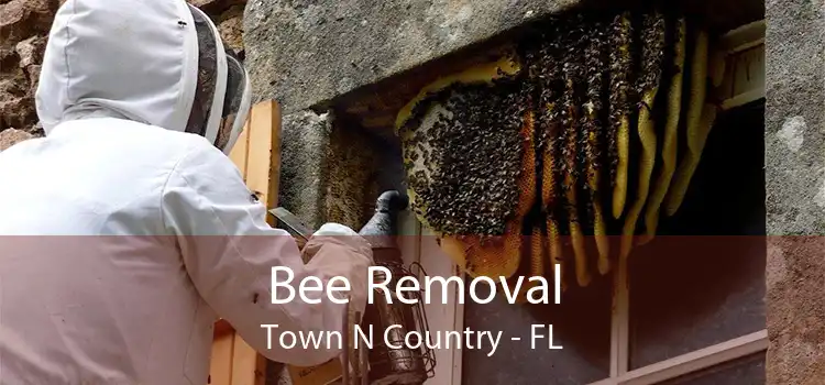 Bee Removal Town N Country - FL