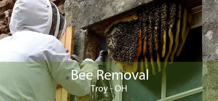 Bee Removal Troy - OH