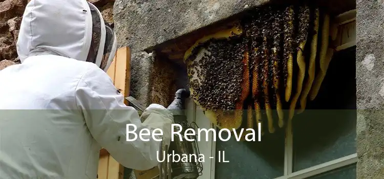 Bee Removal Urbana - IL