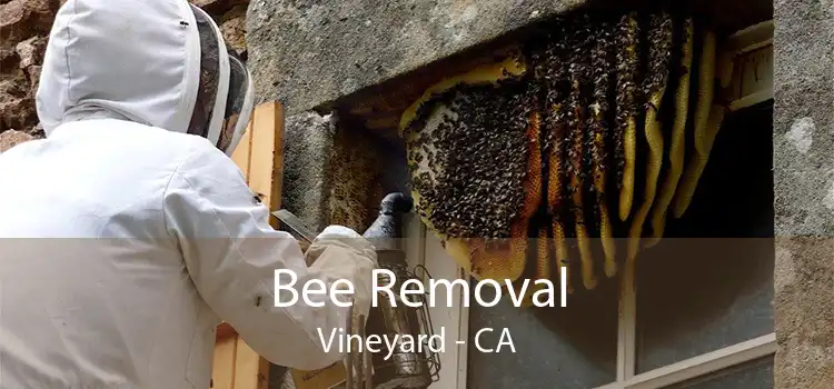 Bee Removal Vineyard - CA