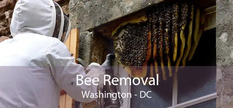 Bee Removal Washington - DC