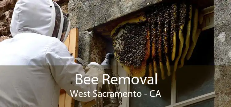 Bee Removal West Sacramento - CA