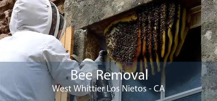 Bee Removal West Whittier Los Nietos - CA