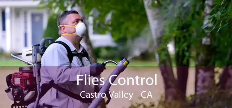 Flies Control Castro Valley - CA