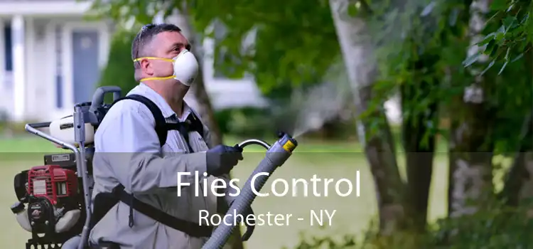 Flies Control Rochester - NY