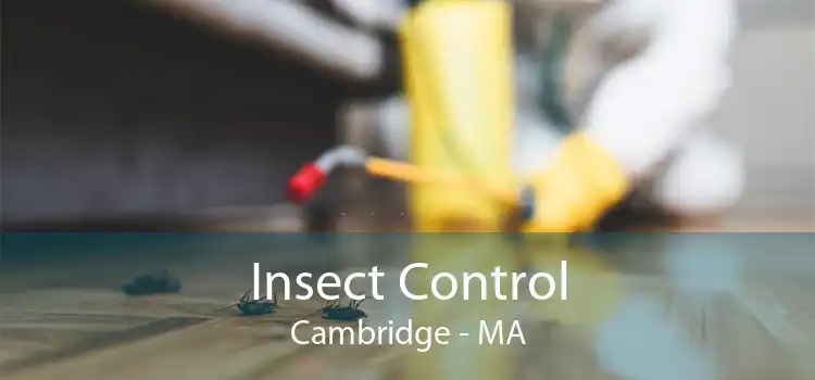 Insect Control Cambridge - MA
