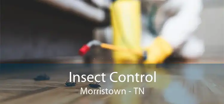 Insect Control Morristown - TN