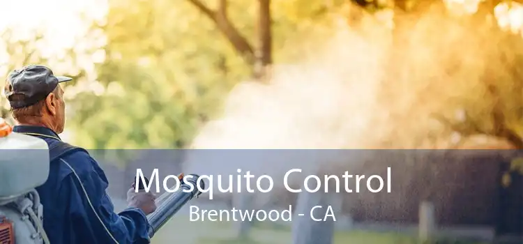 Mosquito Control Brentwood - CA