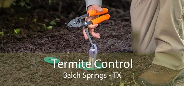 Termite Control Balch Springs - TX