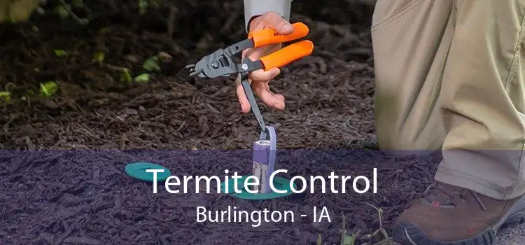 Termite Control Burlington - IA