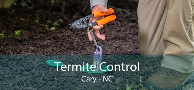 Termite Control Cary - NC