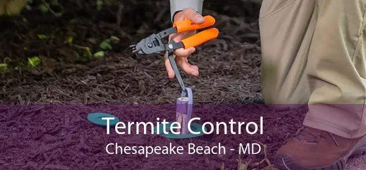 Termite Control Chesapeake Beach - MD