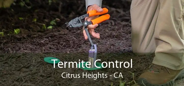 Termite Control Citrus Heights - CA
