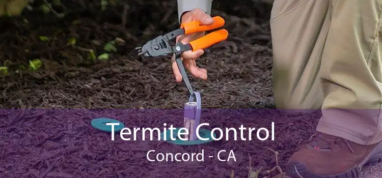 Termite Control Concord - CA