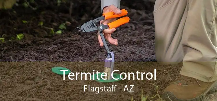 Termite Control Flagstaff - AZ