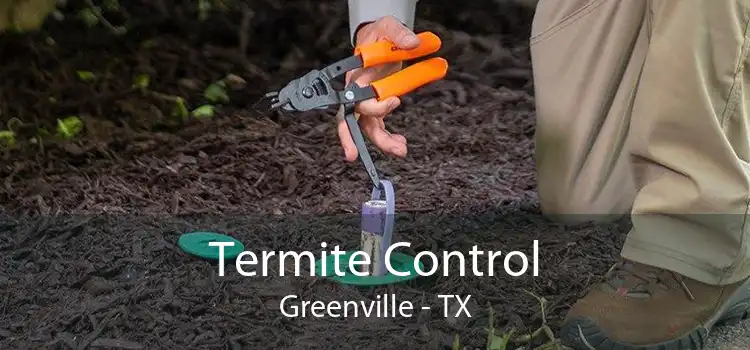 Termite Control Greenville - TX