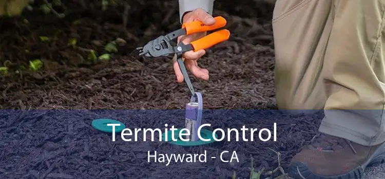 Termite Control Hayward - CA