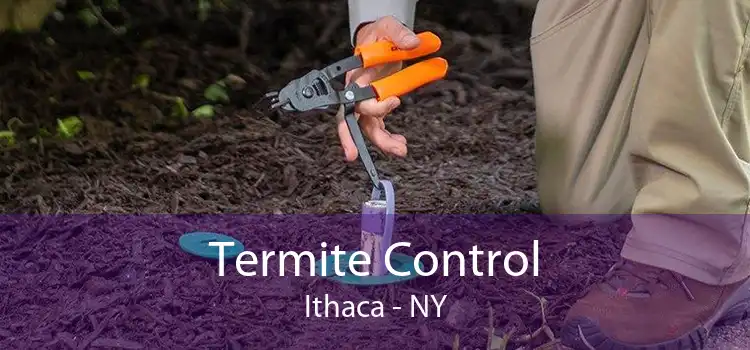 Termite Control Ithaca - NY