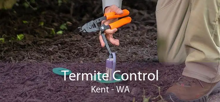Termite Control Kent - WA