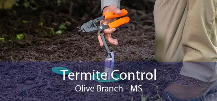 Termite Control Olive Branch - MS