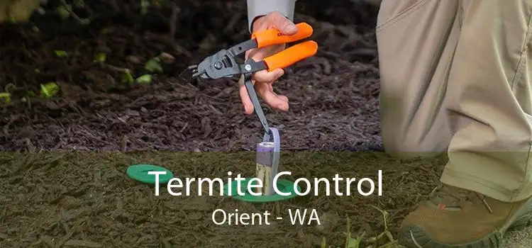 Termite Control Orient - WA