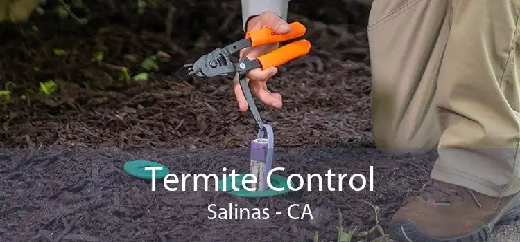 Termite Control Salinas - CA