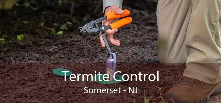 Termite Control Somerset - NJ
