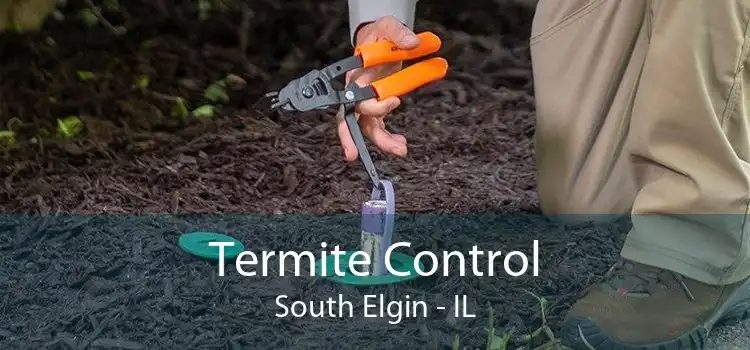Termite Control South Elgin - IL