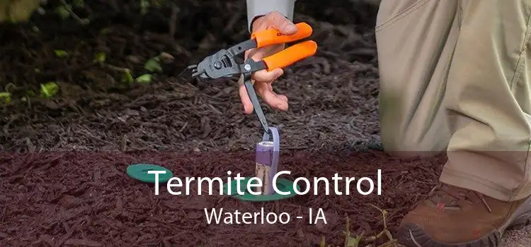 Termite Control Waterloo - IA