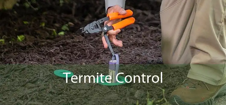 Termite Control 