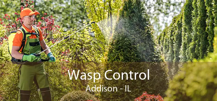 Wasp Control Addison - IL