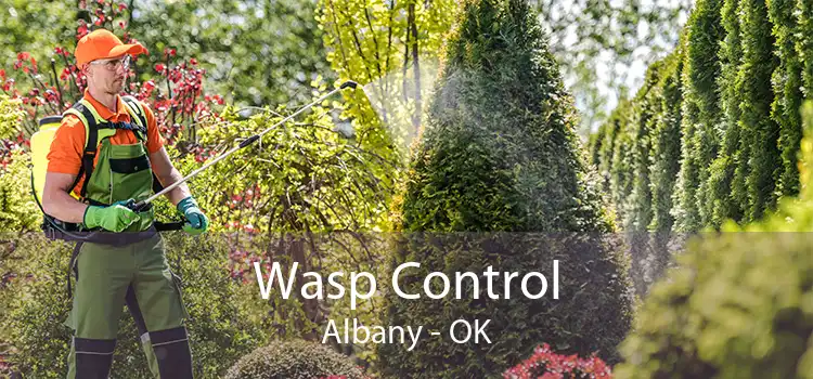 Wasp Control Albany - OK