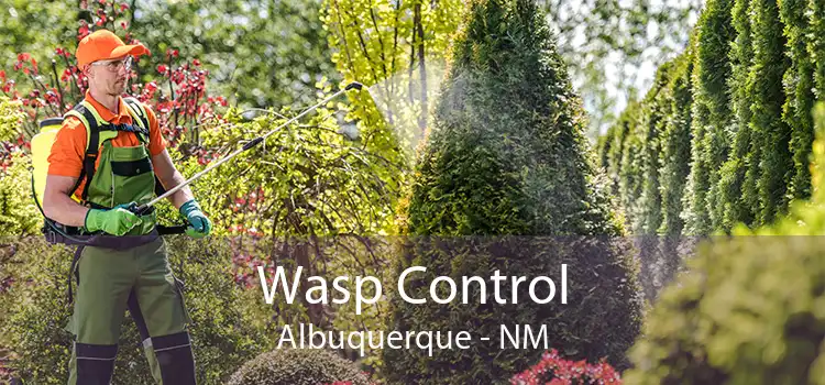 Wasp Control Albuquerque - NM
