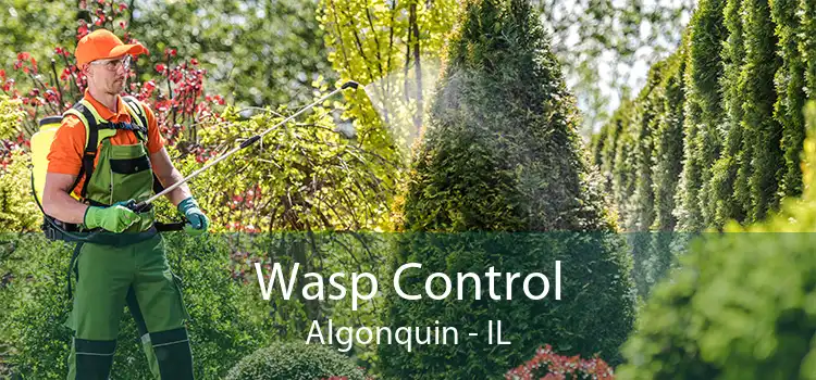 Wasp Control Algonquin - IL