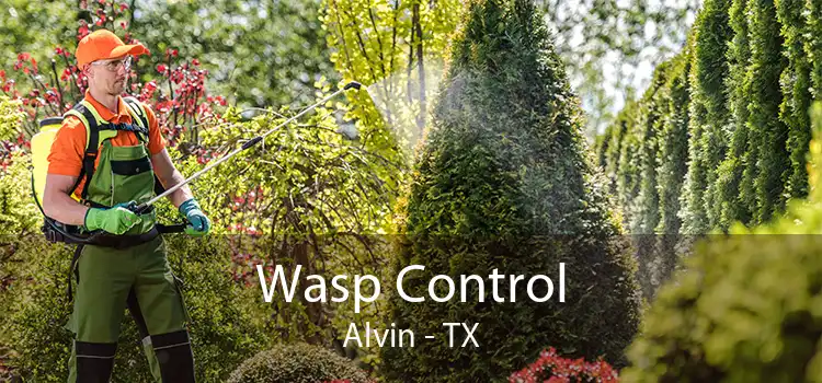 Wasp Control Alvin - TX
