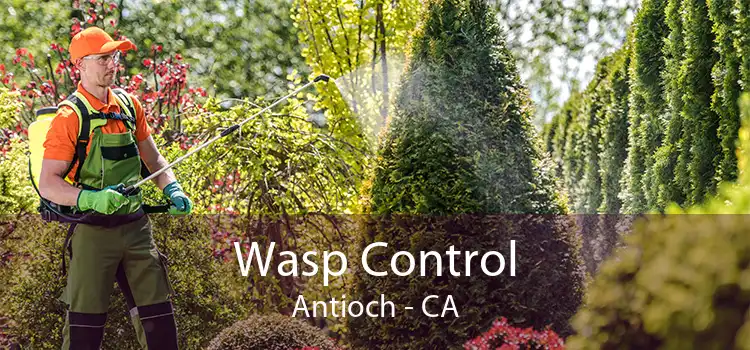 Wasp Control Antioch - CA