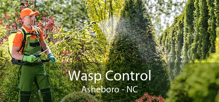 Wasp Control Asheboro - NC