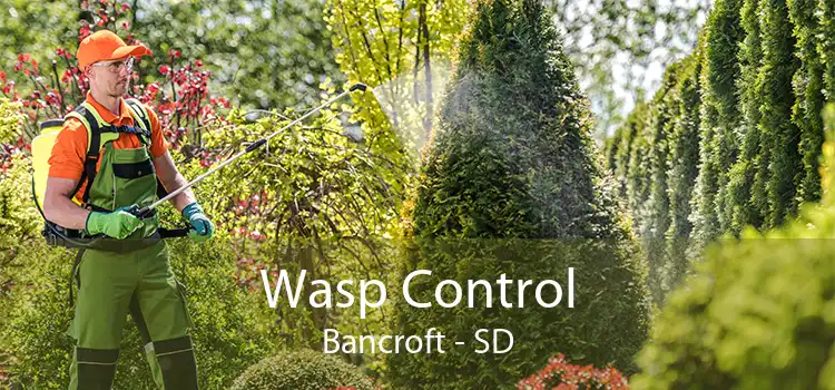 Wasp Control Bancroft - SD