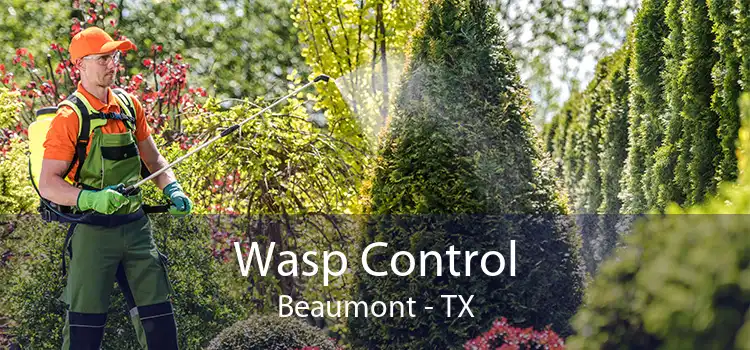Wasp Control Beaumont - TX