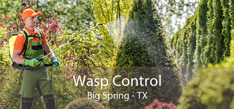 Wasp Control Big Spring - TX