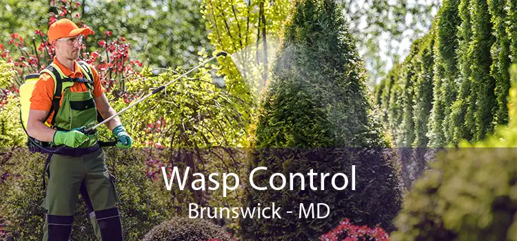 Wasp Control Brunswick - MD