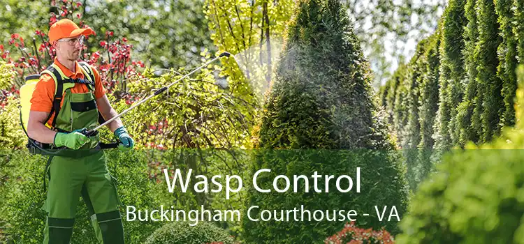 Wasp Control Buckingham Courthouse - VA